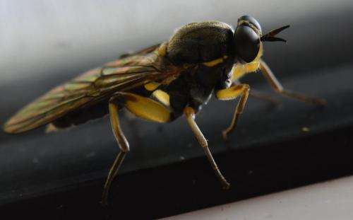 Réf. 305 144 : Solva marginata